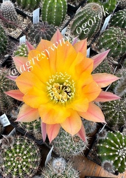 kaktus Echinopsis hybryd B.Schick ,Pooka'