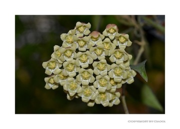 Hoya mirabilis  Hoja