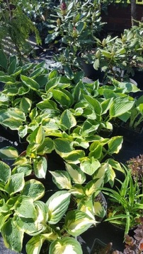 Hosta, funkia