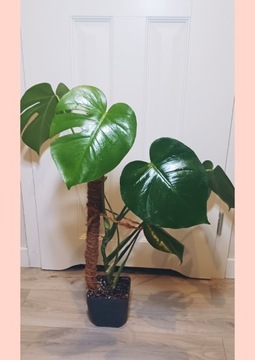 Monstera deliciosa