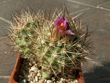 Sclerocactus wetlandicus GH 88/b0350 - 10 nasion