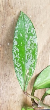 Hoya pubicalyx silver splash -ukorzeniona sadzonka