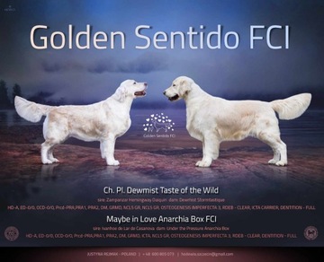 Szczenięta Golden Retriever FCI