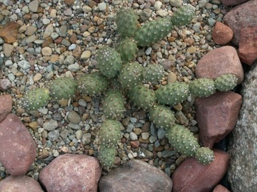 Opuntia fragilis 'Alberta Sunset' - 1 segment