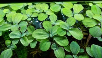 Pistia - pływająca roślina akwariowa