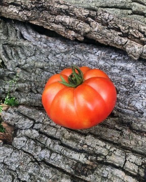 WATERMELON MALINOWY Pomidor Kolekcjonerski