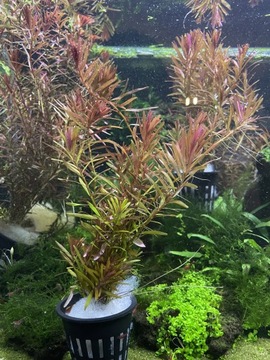 Rotala Rotundifolia RED