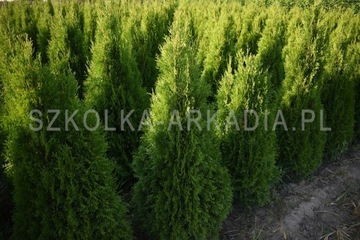 Tuja Smaragd Szmaragd Thuja, Żywotnik, 140cm-180cm