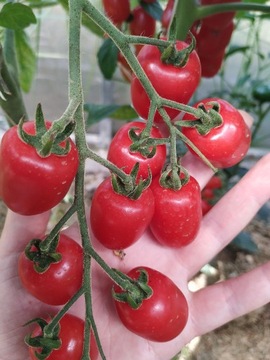Nasiona pomidora Mini San Marzano-Karma dla rybek 