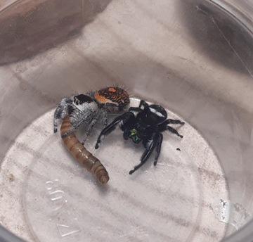 Skakun królewski L3/ L4 phidippus regius SOROA x2