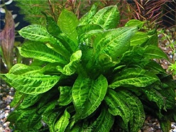 Echinodorus parviflorus Tropica XL OKAZJA 