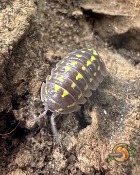 Isopody Kulanki Armadillidium gestroi 10 sztuk