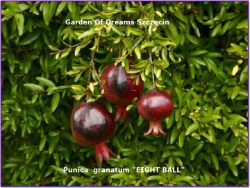 GRANATOWIEC - "Punica granatum"