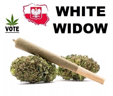MOCNY JOINT - SKRĘT  -White Widow  CBD 40%THC 0,3%