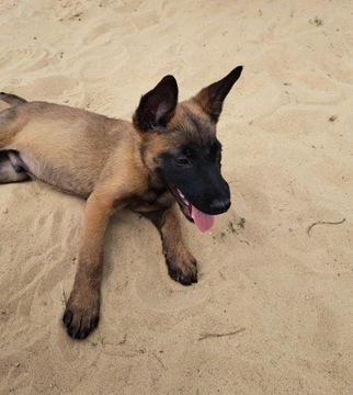 Owczarek belgijski Malinois 