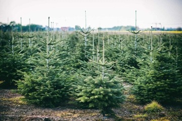 CHOINKA JODŁA KAUKASKA CIĘTA  PLANTACJA  HURT