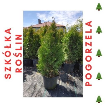 TUJA SZMARAGD 40-60cm PROMOCJA!!! Thuja Smaragd