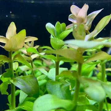 Bacopa caroliniana, Bakopa karolińska - elegancka