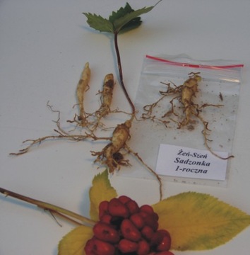 Żeń-szeń EKO  roślina roczna  z instrukcją