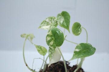 Alocasia Dragon Scale variegata HIG COLOR