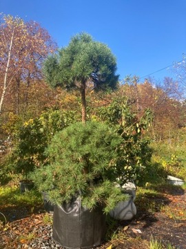 Bonsai Sosna Czarna