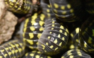 Armadillidium gestroi