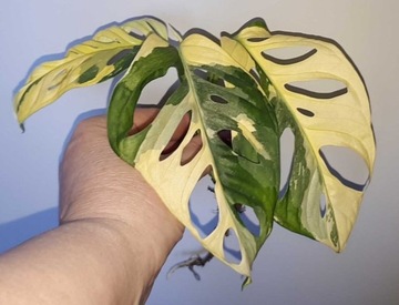 Monstera adansonii variegata 