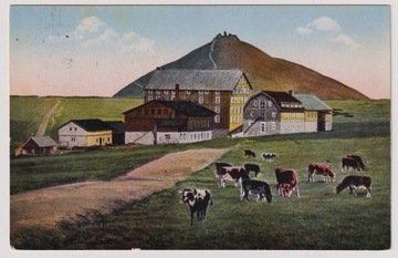 Wiesenbaude Schronisko krowy ok.1915r. Śnieżka C56