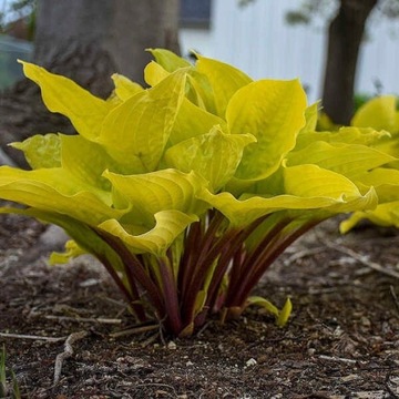 Funkia 'Fire Island' 