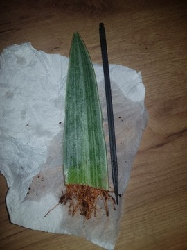 Sansevieria trifasciata Metallica  