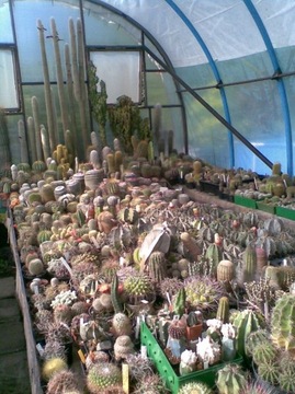 Kaktusy - likwidacja kolekcji. 