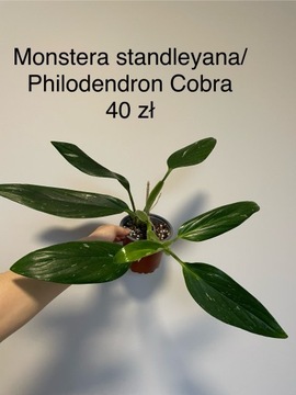 Monstera standleyana/Philodendron Cobra