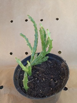 stapelia - Orbea variegata 