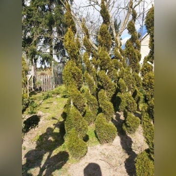 Tuja Thuja Szmaragd Spiralee