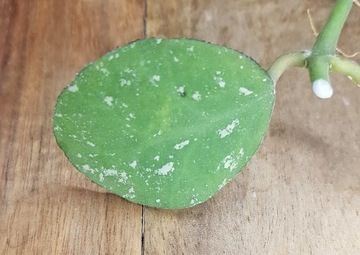 Hoya waymaniae Borneo - cięta sadzonka