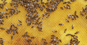 Matki pszczele od reproduktorek