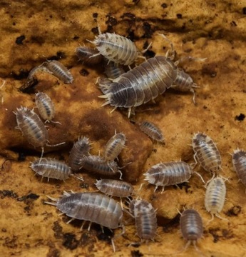 Milkback isopod porcellio laevis, Warszawa