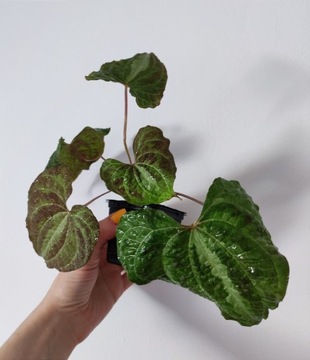 Dioscorea discolor silver