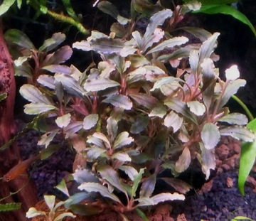 Bucephalandra lamandau red sadzonka