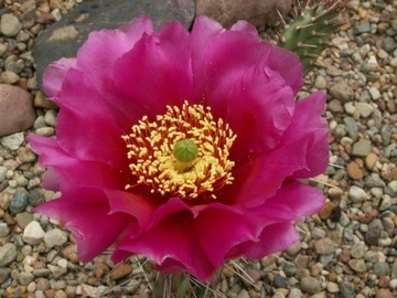 Opuntia phaeacantha 'Purple Mesa' - roślina