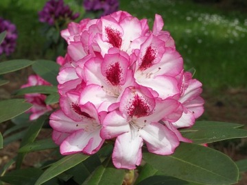RÓŻANECZNIK 'Hachmann's Charmant' | Rhododendron