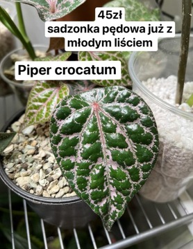 Piper crocatum