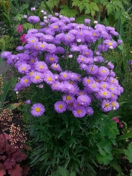 Przymiotno okazałe Erigeron speciosus 200 n/23