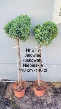 Jałowiec łuskowaty niebieski 1 szt 110 cm nr 7