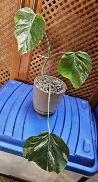 Monstera Deliciosa Variegata - roślina w doniczce