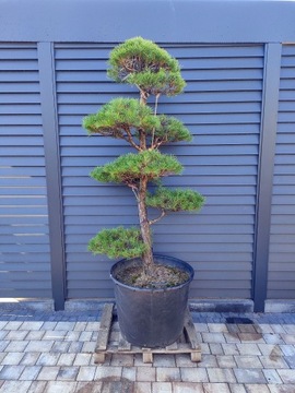 Sosna pospolita nr. 10, Bonsai ogrodowe, Niwaki