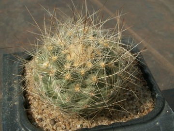 Pediocactus paradinei SB 502 - 10 nasion