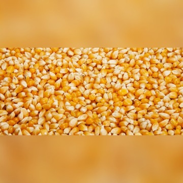 Ziarno kukurydzy