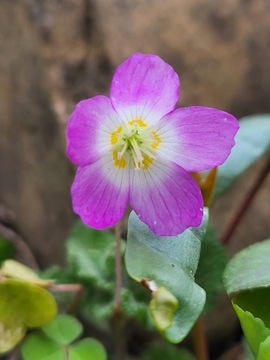 Szczawik zajęczy różowy / Oxalis acetosella rosea