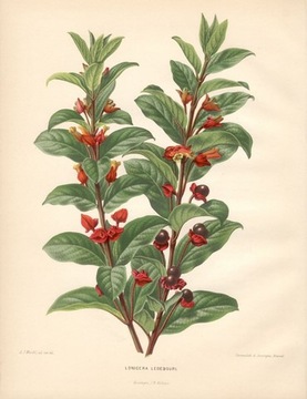 1879 r.  Kwiaty II  reprint XIX w.  grafik